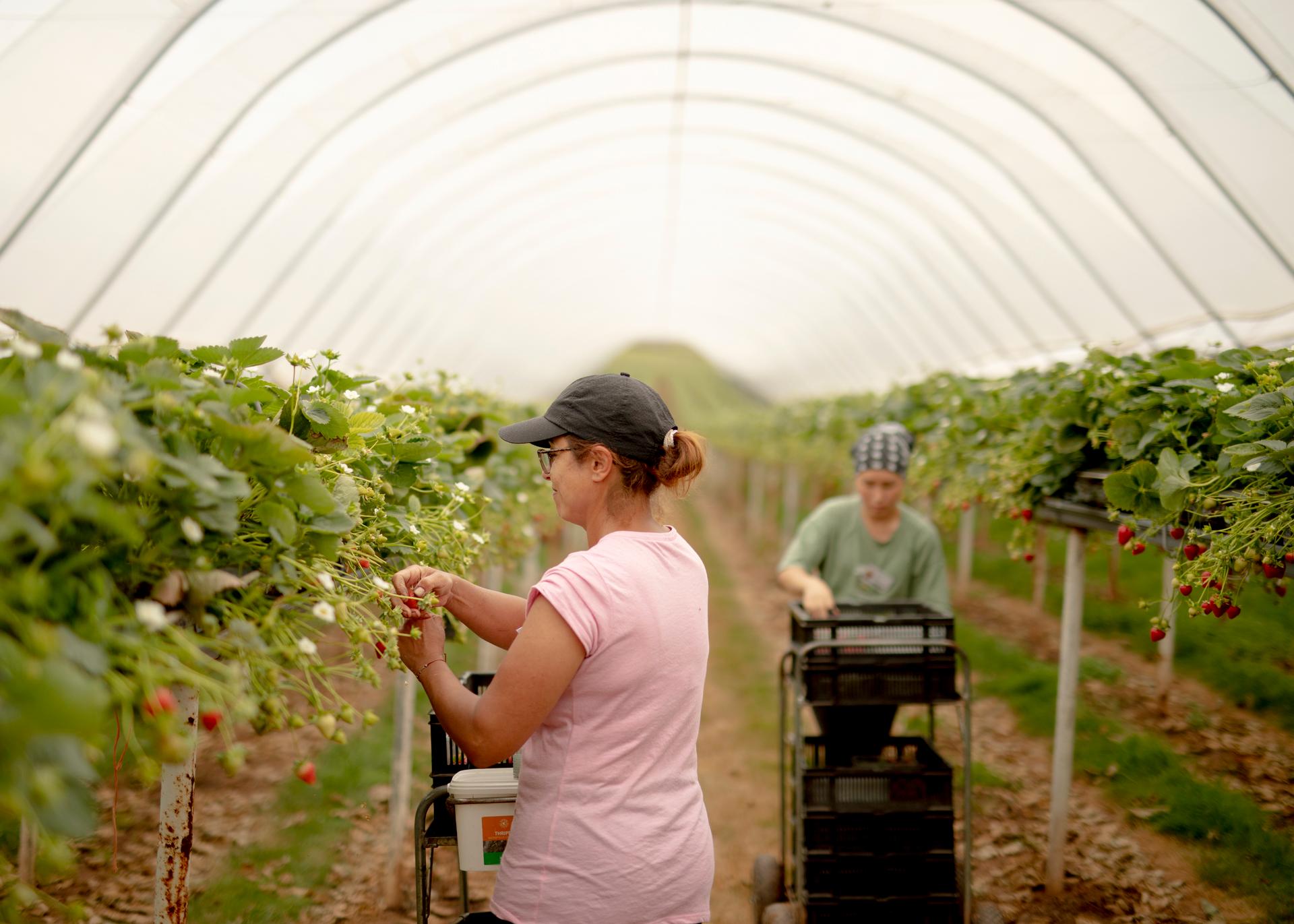 Workers picking strawberries on the CI Snell Farm