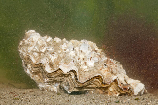 Une huître creuse (« Crassostrea gigas »), sur les côtes néerlandaises.