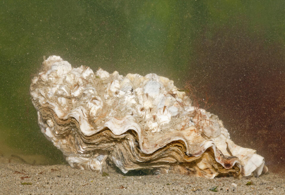Giant Pacific Oyster (Crassostrea gigas), Brouwersdam, Netherlands