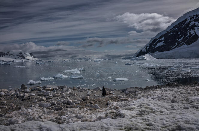 Un pingüino papúa solitario cerca del puerto de Neko, frente a la Península Antártica, en febrero de 2023.