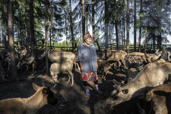 Alla et son fils élèvent, avec trois employés, un troupeau de 215 rennes qu’elle doit vacciner contre la brucellose, la piroplasmose et l’anthrax qui pourraient resurgir avec la fonte du permafrost. Près de Lengra (Russie), en juin 2022.