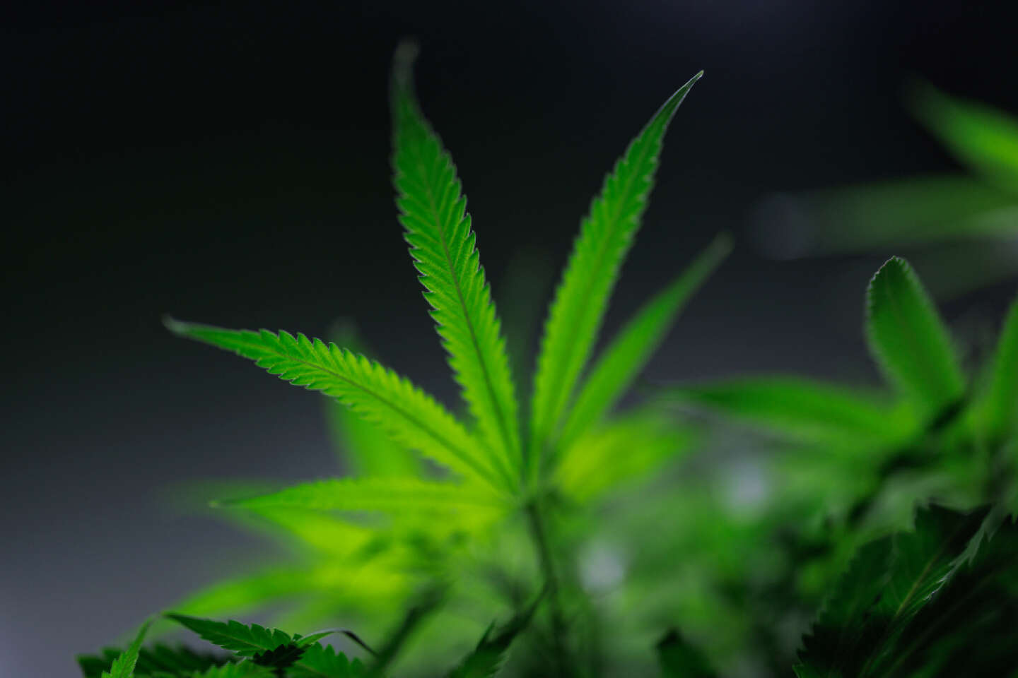 Cannabis, an essential plant in ancient pharmacopoeias