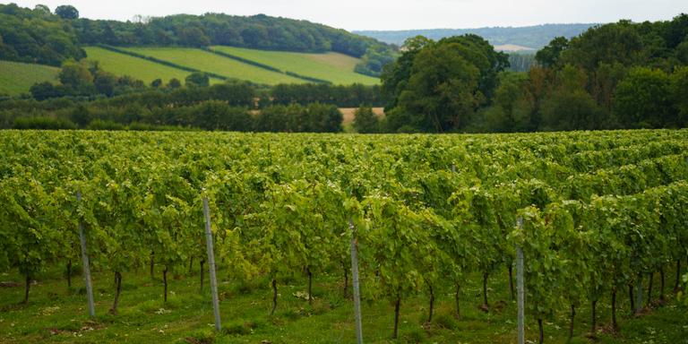 RAPHAEL NEAL FOR LE MONDE The vineyards of Domaine Evremond, Chilham, Kent (UK), August 24, 2023
