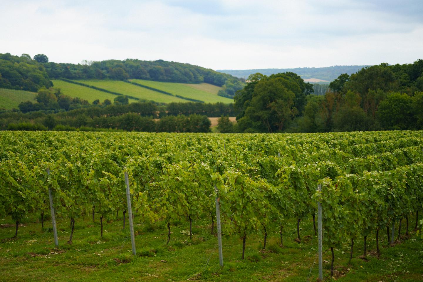 Global warming boosts wine production in the English countryside