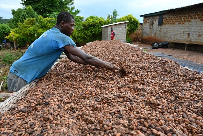 Séchage des fèves de cacao dans le village de Satikran, près d’Abengourou, dans l’est de la Côte d’Ivoire, le 18 mai 2023.