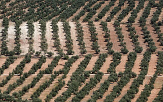 Olive groves are seen in Chiclana de Segura, near Jaen, Spain September 8, 2023. REUTERS/Jon Nazca