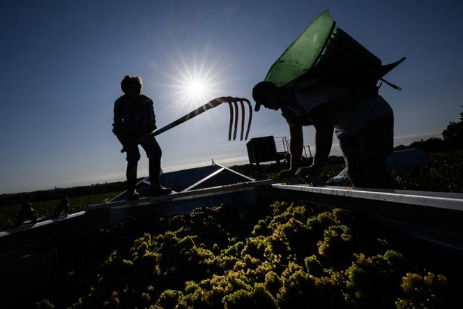 Dans un vignoble de muscadet, à Château-Thébaud (Loire-Atlantique), le 13 septembre 2023.