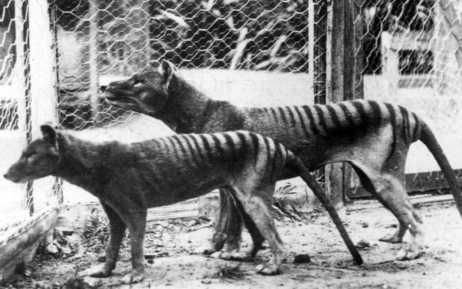 Two Tasmanian tigers (thylacines) at Hobart Zoo, Tasmania, Australia, 1933.