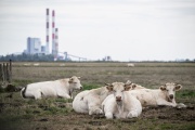 Des vaches devant la raffinerie de Donges à Lavau-sur-Loire (Loire-Atlantique), en août 2023.