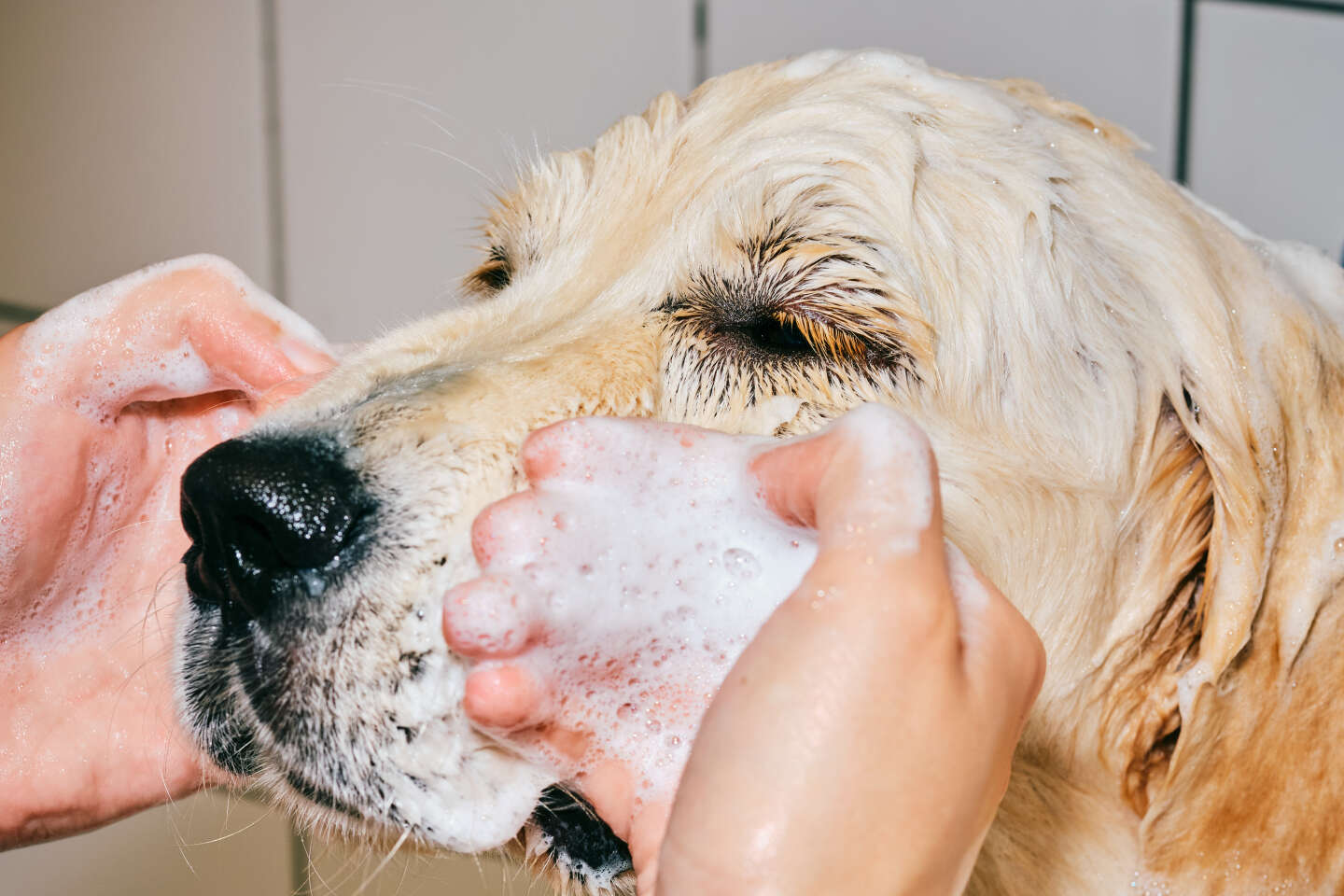 Shampooed, “pattucured”, hydrated, are pets treated too well?