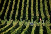 Harvesting in Ludes, northeastern France, on September 8, 2023.