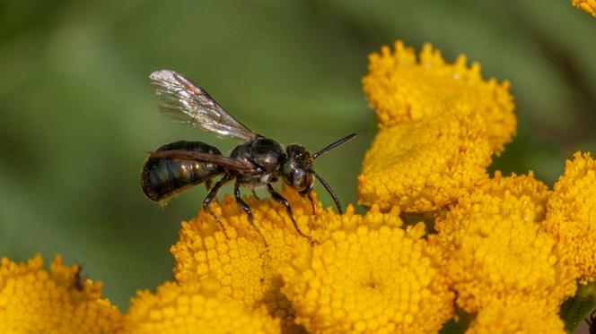 carpenter bee (