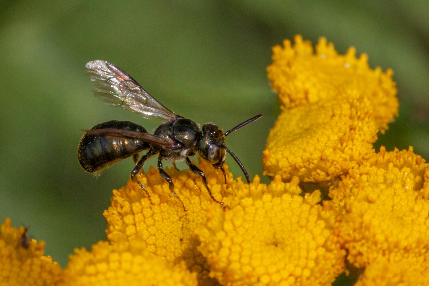 Precious mother care for the carpenter bee