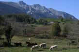 La maladie hémorragique épizootique, nouvelle maladie virale apparue chez des bovins en France