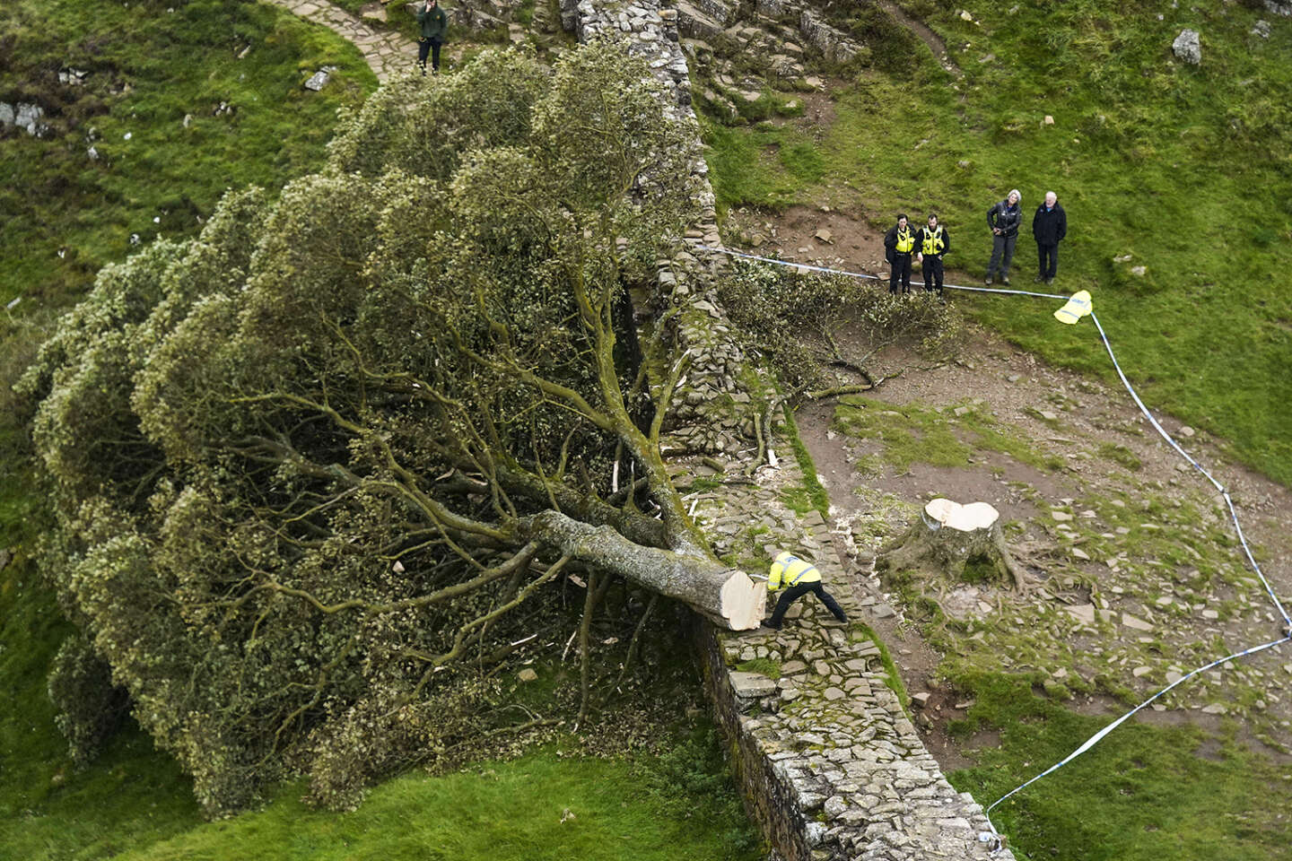 L’Angleterre en deuil après l’abattage de son « arbre préféré »