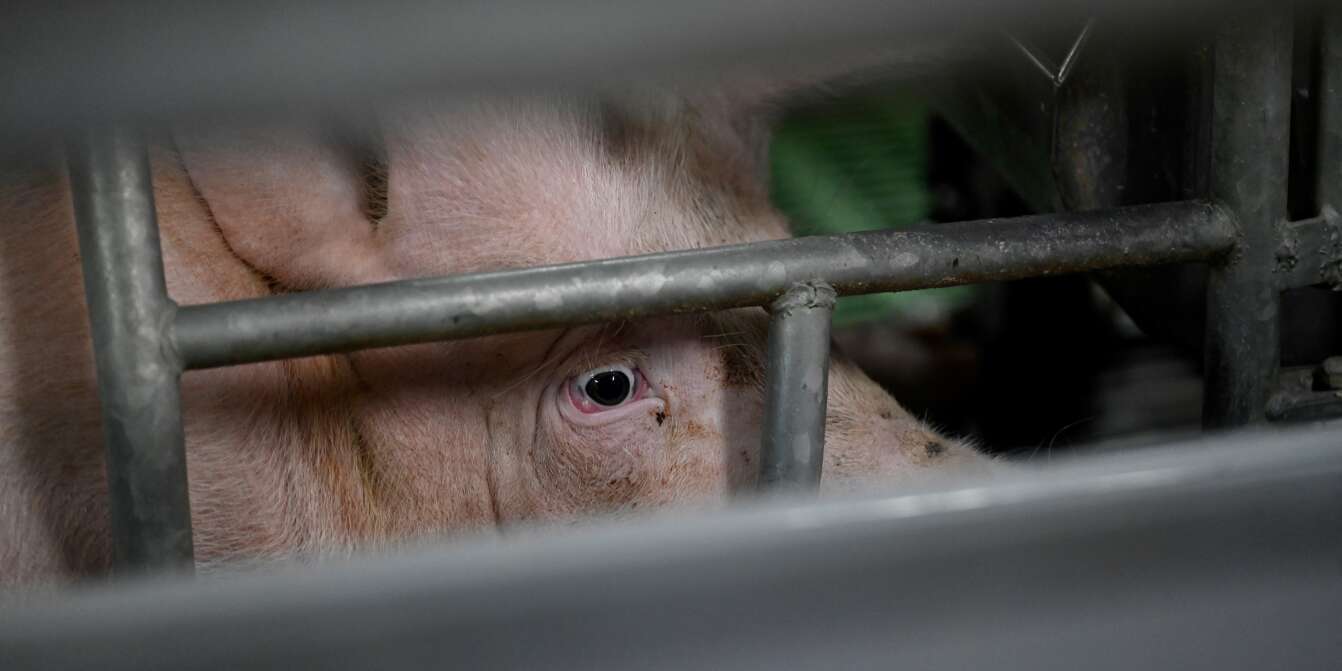 La mutilation des porcs - QUATRE PATTES en France - Organisation mondiale  de protection des animaux