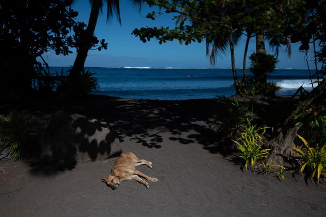  A stray dog in Teahupo'o (Tahiti), August 10, 2023.