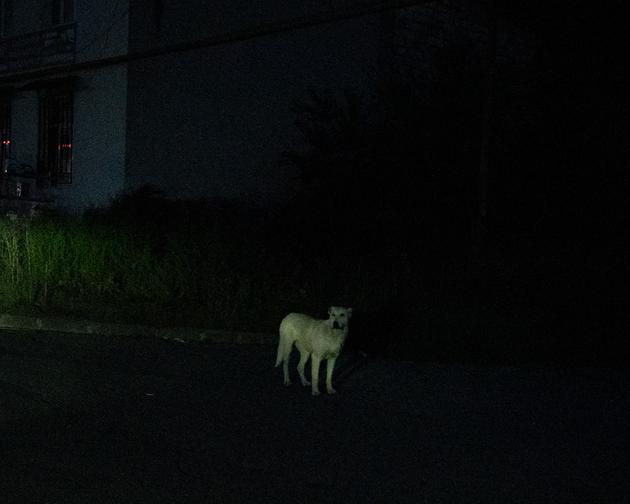 A stray dog in Khankendi (Stepanakert, in Armenian), Nagorno-Karabakh, October 6, 2023. 