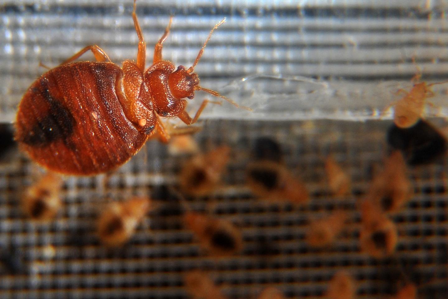 フランスで禁止されている殺虫剤の押収が増加していると税関が警告