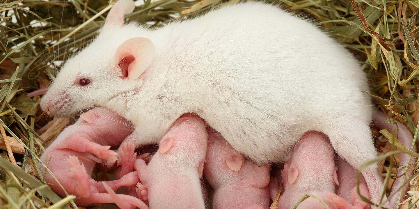 Baby white mice hotsell