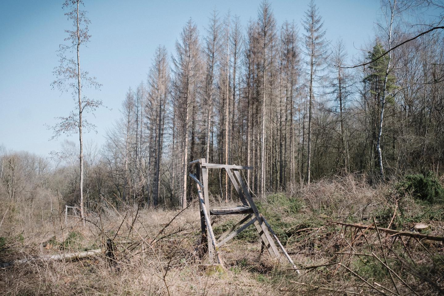 In French forests, mortality up 80% in ten years and massive dieback