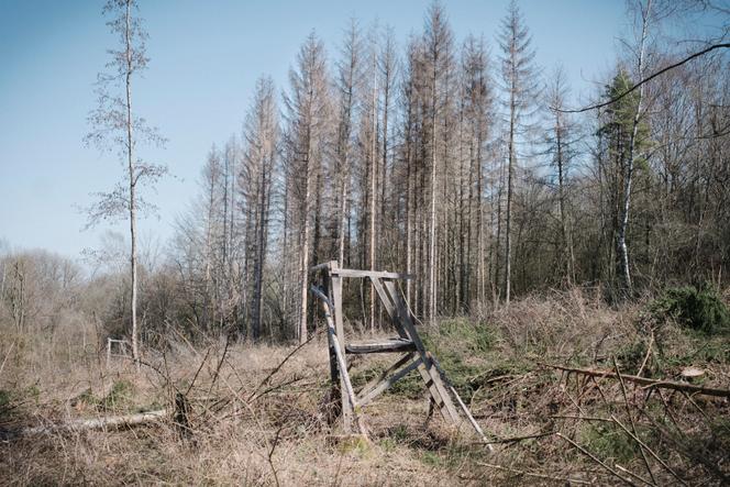 Dead spruce trees, decimated by the bark beetle, on a plot in the Verdun state forest (northeastern France), March 2021.