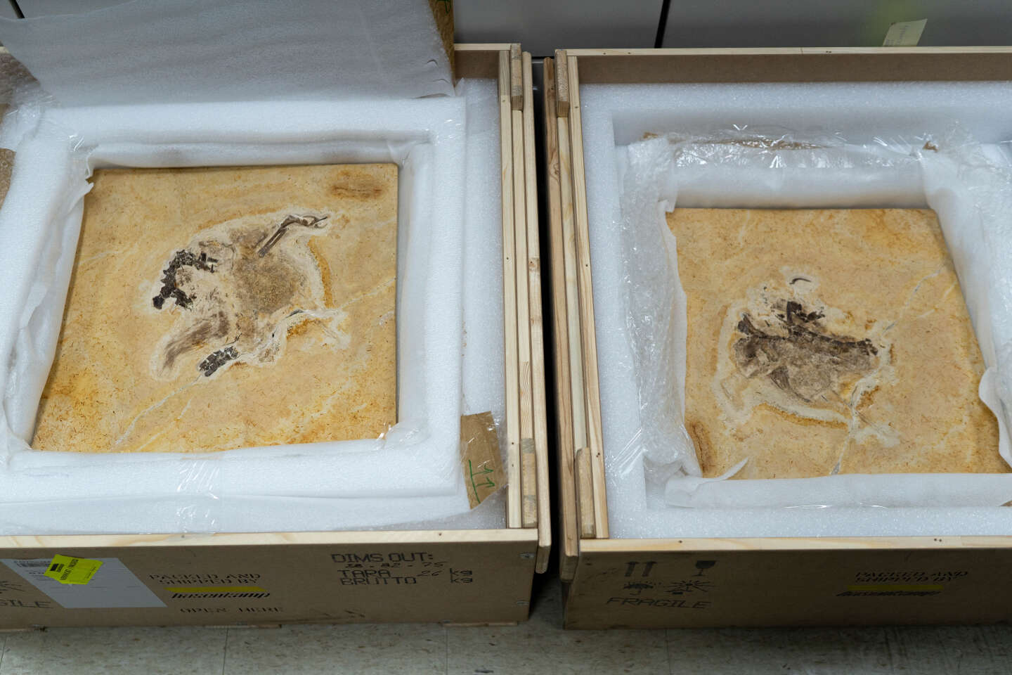 Restituição no Brasil de “Ubirajara jubatus”, fóssil de dinossauro do Cretáceo