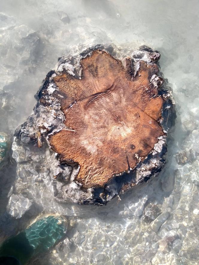 Study of radiocarbon levels in ancient trees located on the eroded banks of the Drouzet, near Gap (Hautes-Alpes).
