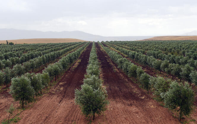 Una plantación de olivos cerca de Meknes, Marruecos, en 2015.