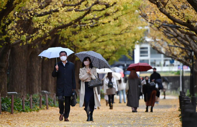  La Meiji Jingu Gaien Avenue, bordée de chaque côté d’une double rangée de ginkgos centenaires, le 2 décembre 2020.