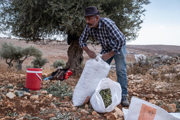 Abou Bachar récolte des olives près de la petite ville de Taybeh. Sa famille et près de 230 autres Bédouins ont dû fuir leur village à la suite d’une attaque de colons aidés par des soldats israéliens pour occuper leurs terres. A Wadi Al-Sik, le 19 octobre 2023. 