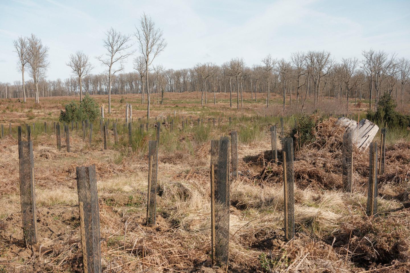 Planting a billion trees in 10 years: Macron's risky promise for French forests