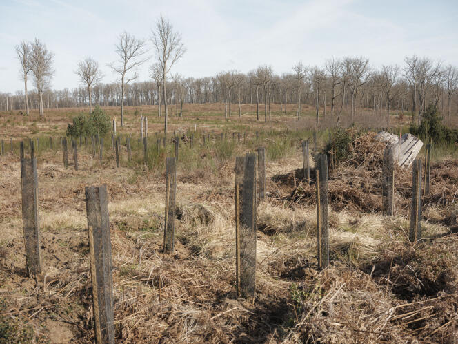 Plantación de una “isla del futuro” –una selección de especies resistentes al cambio climático– en una parcela talada en el bosque de Tronçais (Allier), 15 de marzo de 2023.
