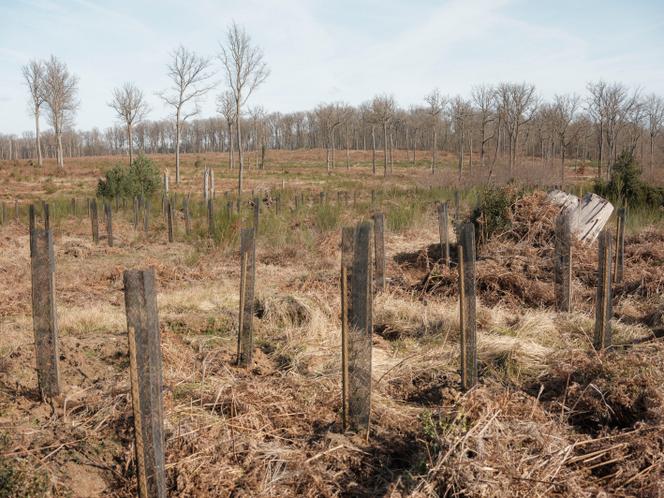 Gagnez Un Cadeau écologique En Plantant Le 2000ème Arbre !