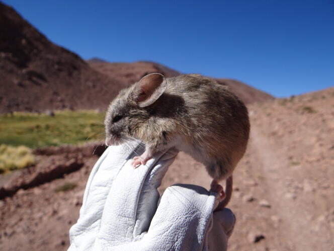 Une souris « Phyllotis vaccarum », trouvée à plus de 6 000 mètres d’altitude sur un volcan andin.