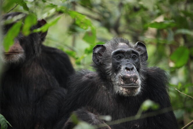 Ma Rainey, une femelle ménopausée, au parc national de Kibale, en Ouganda.