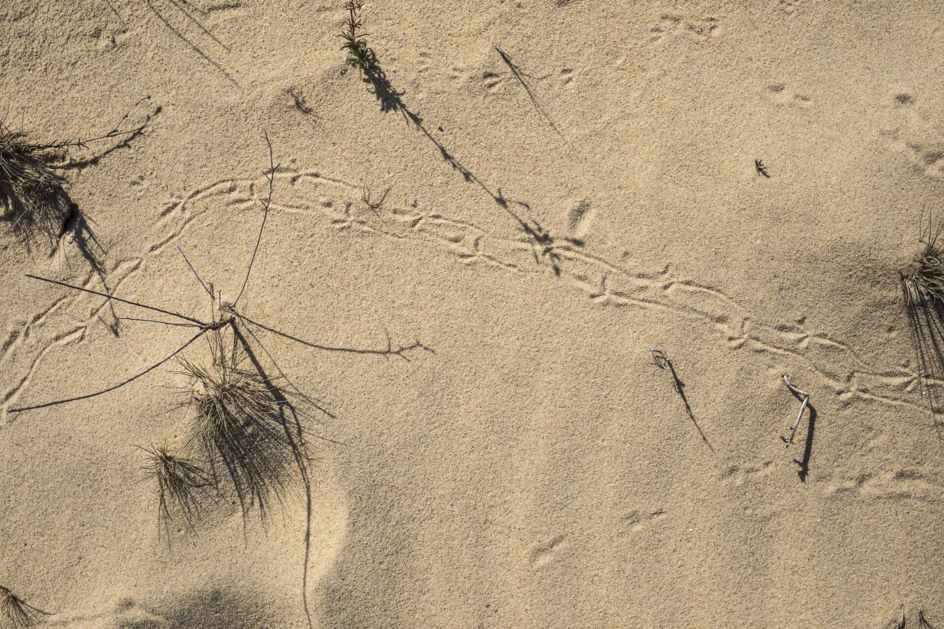 Huellas de paso de aves en las dunas del Parque Nacional de Donaña, 10 de octubre de 2023. Las migraciones de especies se reducirán considerablemente esta temporada, debido a la sequía.