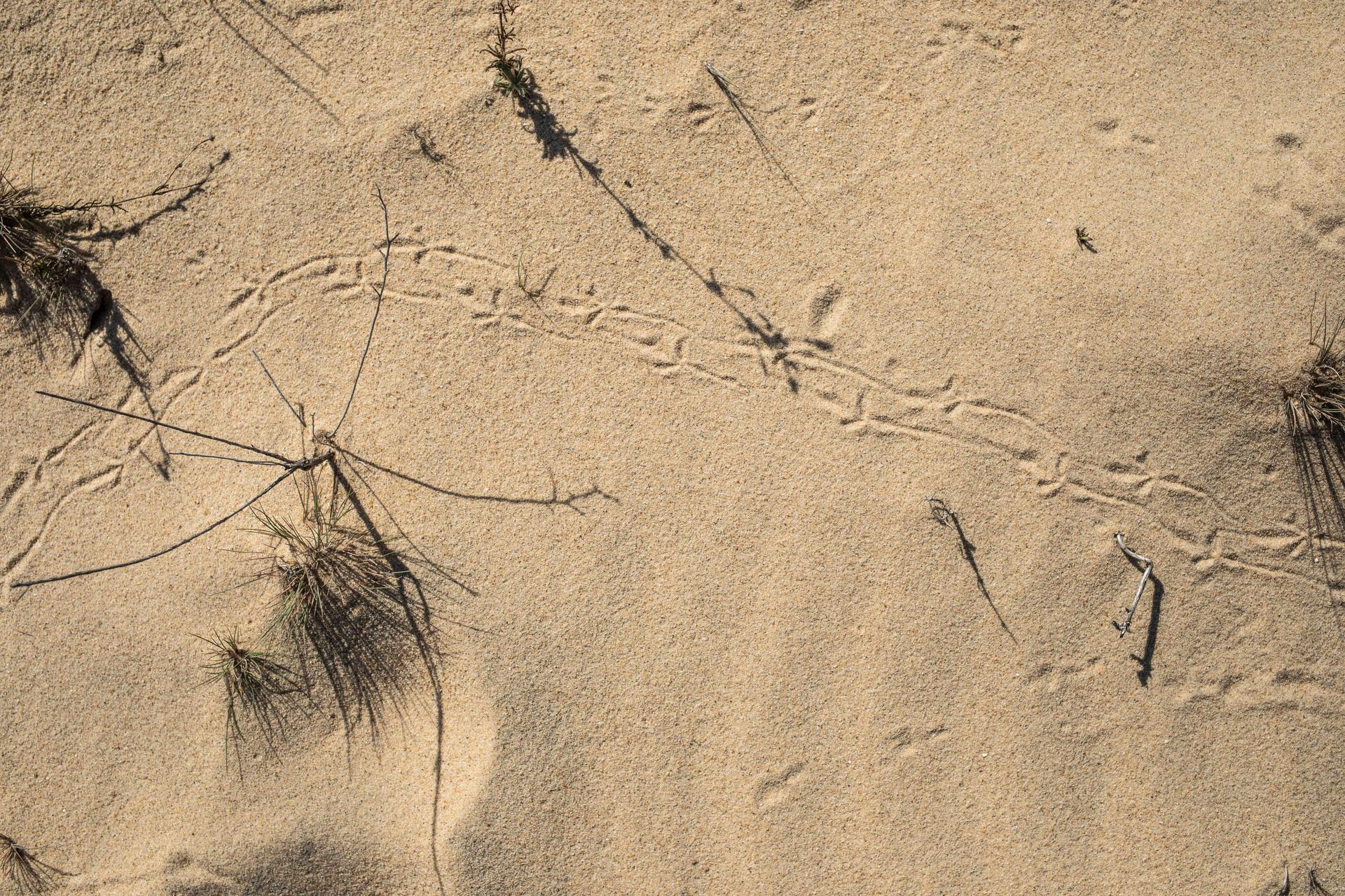 Bird tracks in the dunes of Donaña National Park, October 10, 2023. There will be a considerable reduction in migratory species this season due to the drought.
