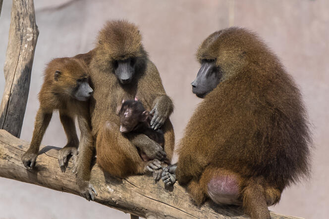 Une famille de babouins de Guinée.