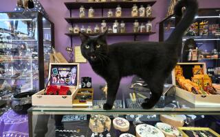A black cat walks on the counter at a popular shop called "Witch's Cauldron" selling so-called "magic goods" in Kyiv on October 19, 2023. Ukraine's army and defence analysts can give little certainty on the outcome of the war, fought for over 600 days. But numerous popular astrologers, tarot readers, witches and magicians are filling that gap. (Photo by Sergei SUPINSKY / AFP)