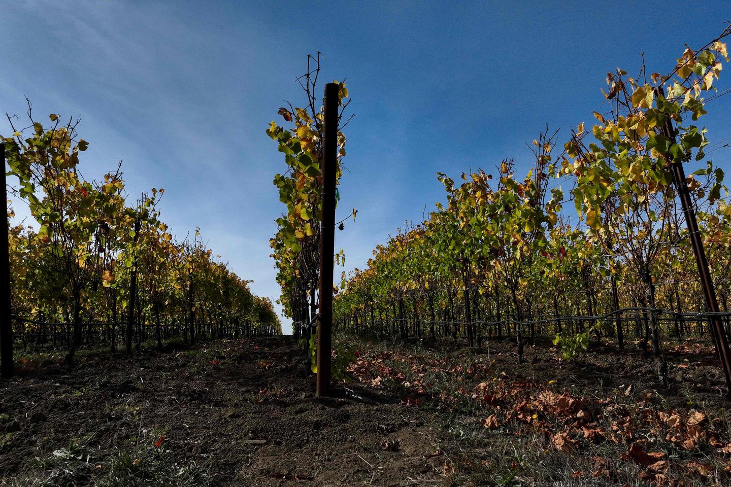 Global wine production hits lowest level since 1961