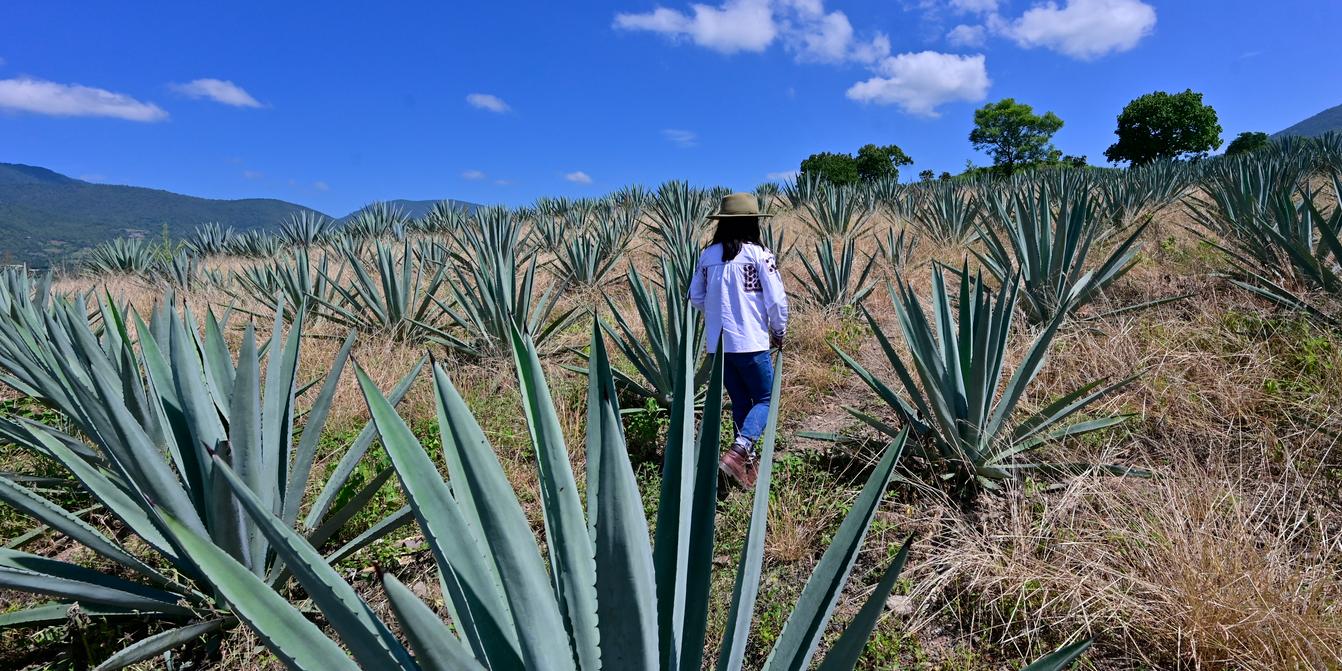 Au Mexique, le boom du mezcal entrane une dforestation et menace les  agaves sauvages
