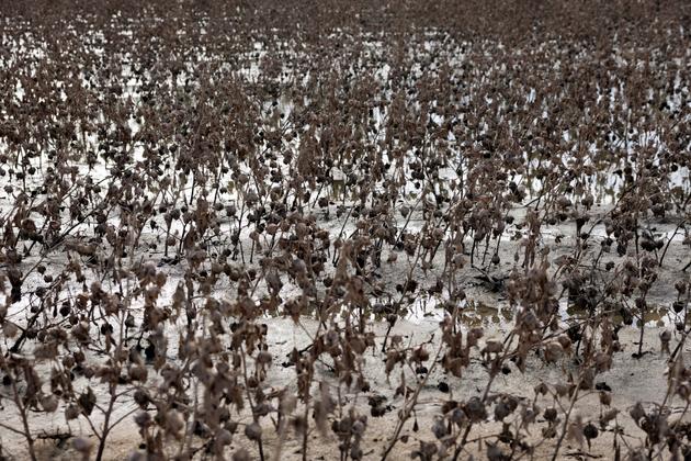 Un campo de algodón inundado, en Velestino, cerca de Volos (Grecia), 31 de octubre de 2023.