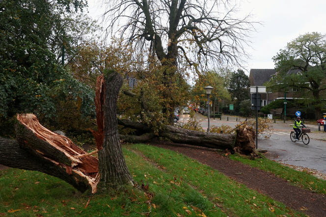 En un parque después de la tormenta Ciaran, en Gante, Bélgica, el 2 de noviembre de 2023. 