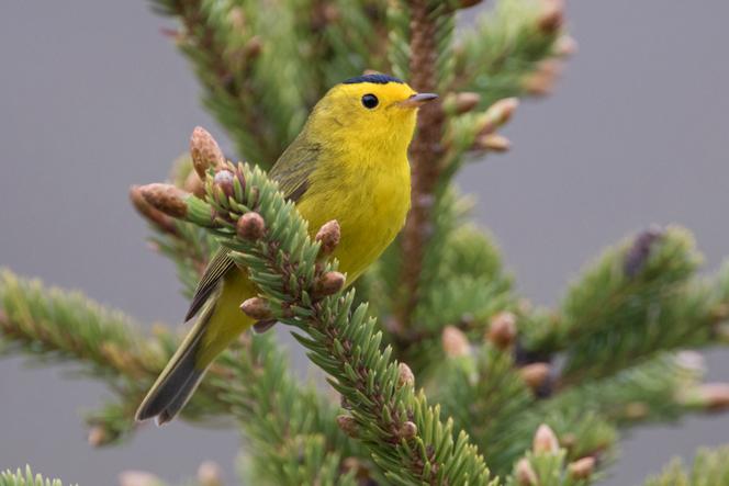 Le dilemme du colibri pour franchir les obstacles : manœuvrer ou