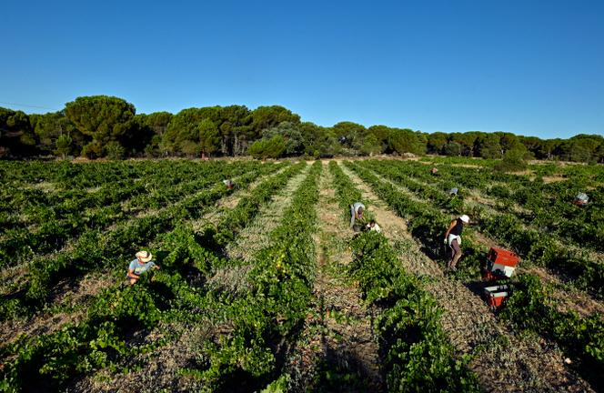 La cosecha de uva blanca Albillo Real en el viñedo Las Moradas tuvo que iniciarse a principios de este año debido al aumento de las temperaturas.  En San Martín de Valdeiglesias, en la región de Madrid, a 3 de agosto de 2023.