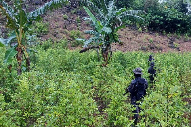 Des champs de coca au Guatemala, investis par l’armée lors d’une opération menée en août 2022.