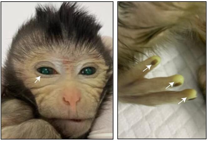 The photos were taken three days after the chimare macaque was born 