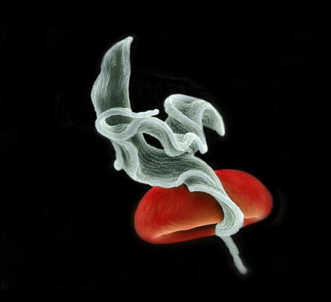 Micrographie électronique à balayage couleur de parasites « Trypanosoma brucei » (en vert) et d'un globule rouge.