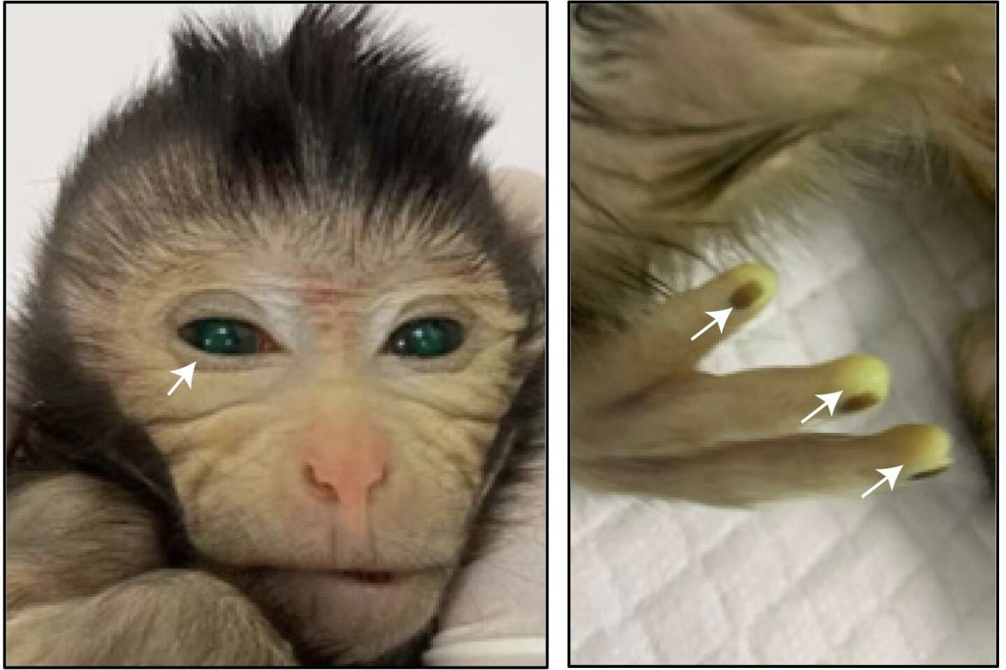 A fictional monkey was born in a Chinese laboratory